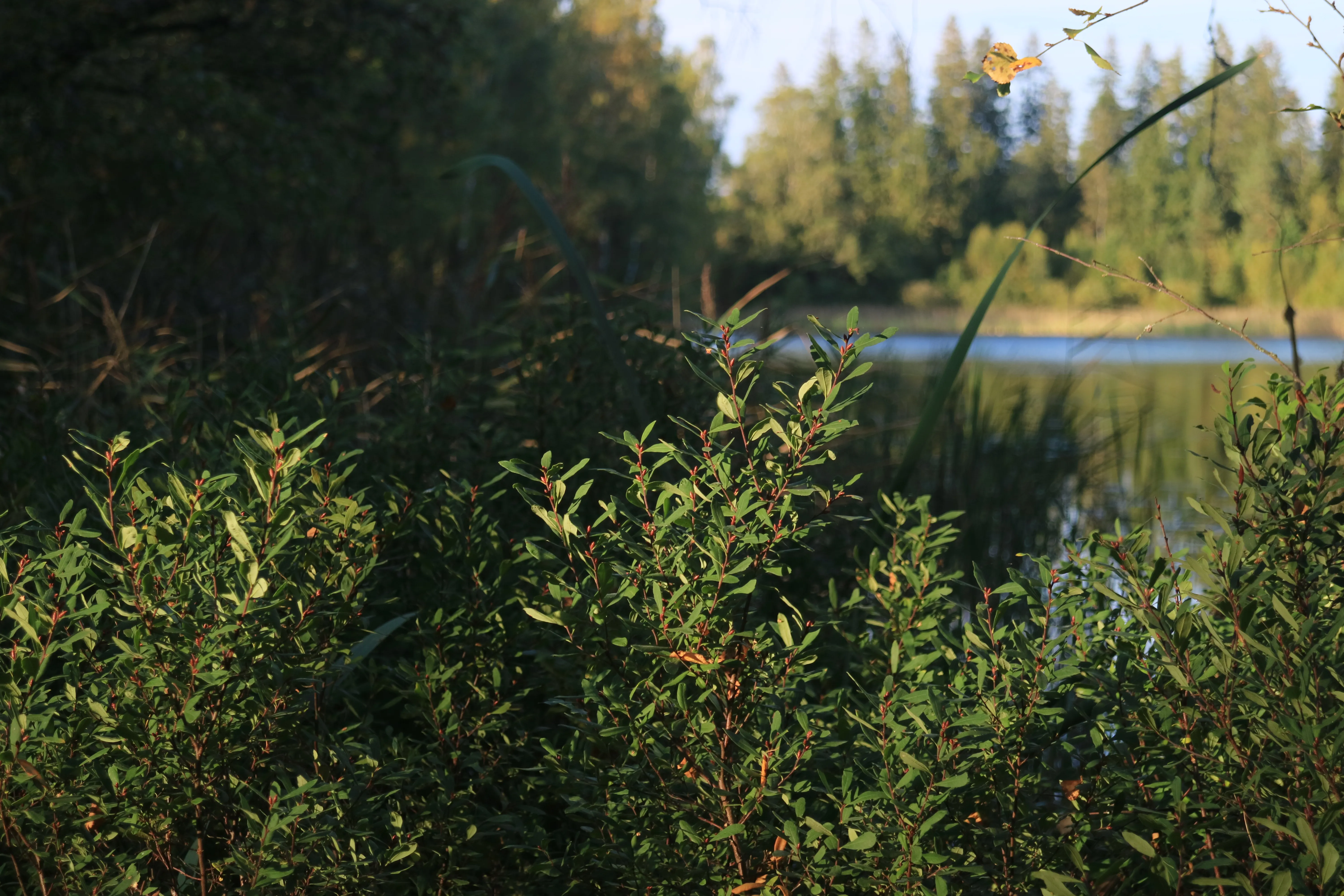 Lös fiskekort innan du fiskar