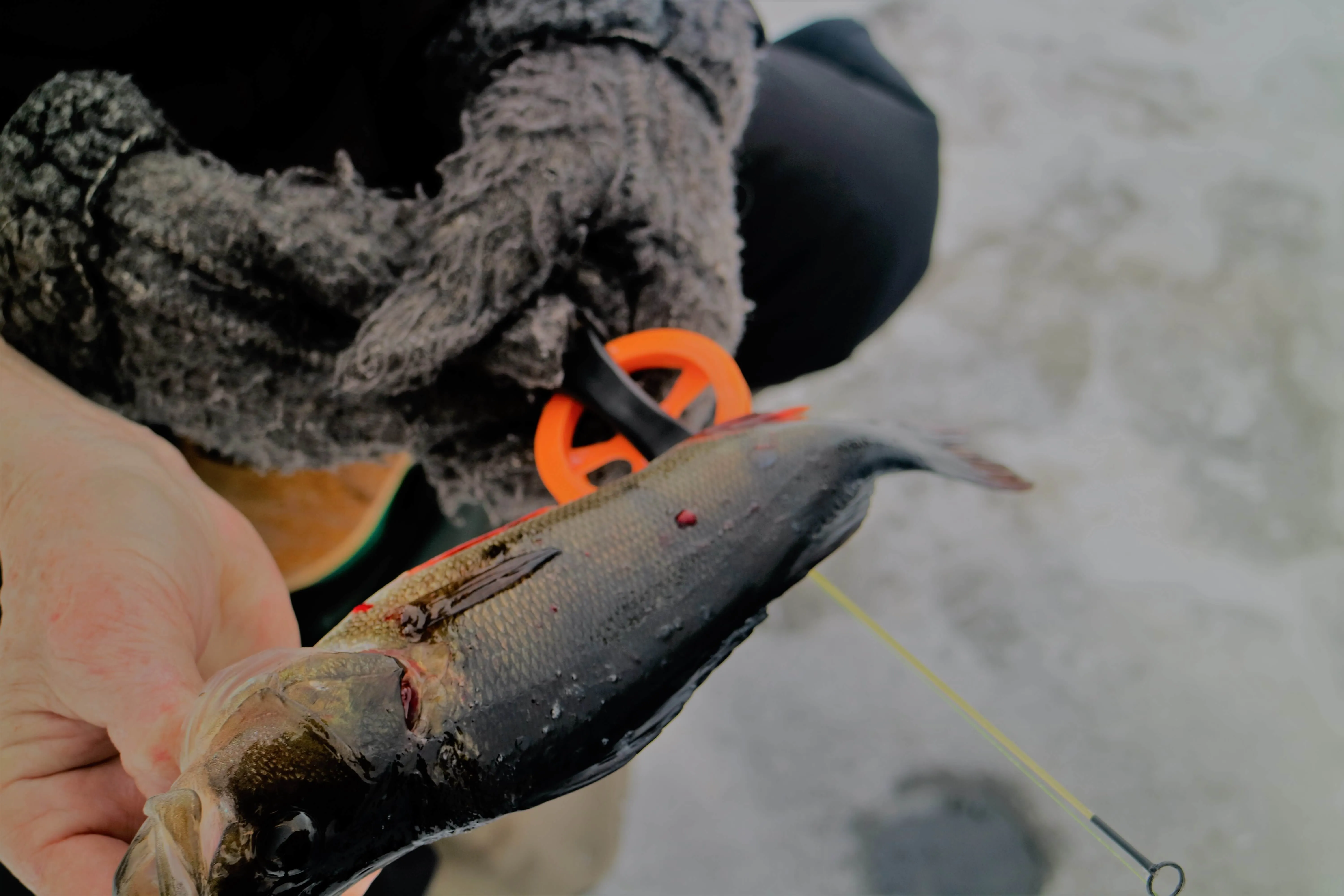 KM i pimpelfiske 2026